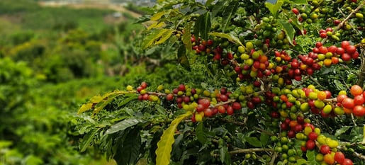 senseo sustainability sourcing